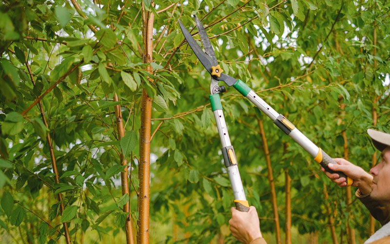 Tree trimming in Springfield, SD